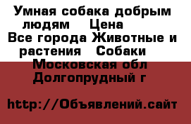 Умная собака добрым людям. › Цена ­ 100 - Все города Животные и растения » Собаки   . Московская обл.,Долгопрудный г.